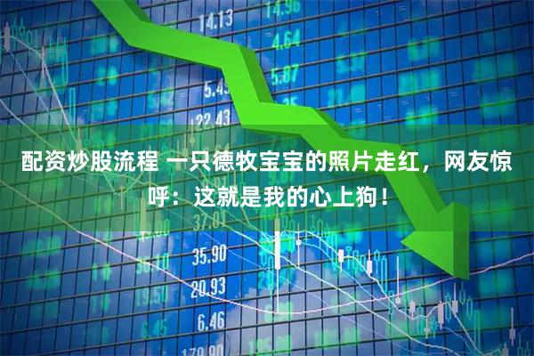 配资炒股流程 一只德牧宝宝的照片走红，网友惊呼：这就是我的心上狗！