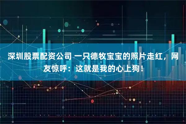 深圳股票配资公司 一只德牧宝宝的照片走红，网友惊呼：这就是我的心上狗！